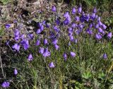 Campanula rotundifolia