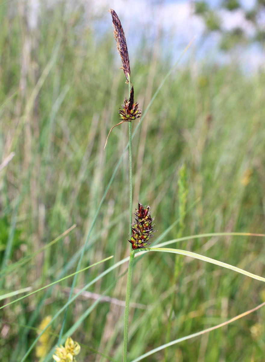Image of Carex melanostachya specimen.