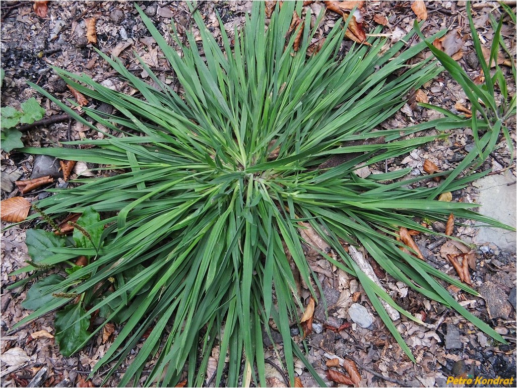 Image of Dactylis glomerata specimen.