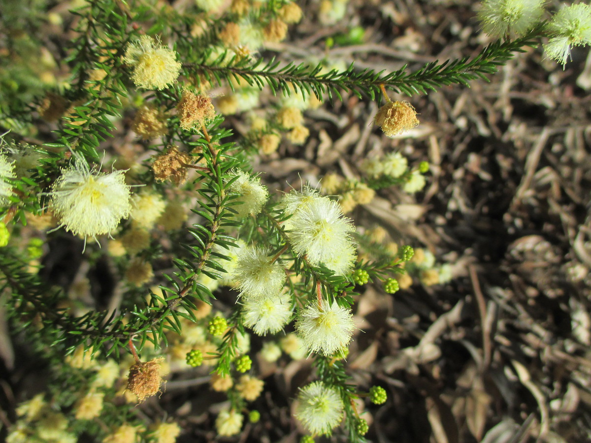 Image of Acacia brunioides specimen.