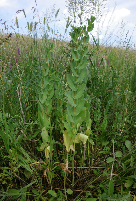 Image of Bupleurum rotundifolium specimen.