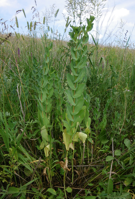 Image of Bupleurum rotundifolium specimen.