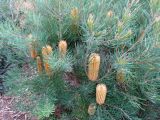 Banksia spinulosa