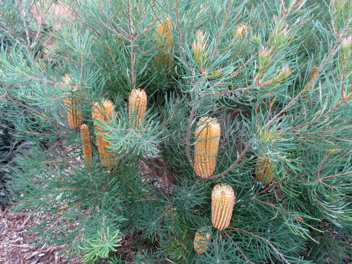Image of Banksia spinulosa specimen.