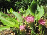 Curcuma longa