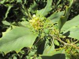 Grevillea agrifolia