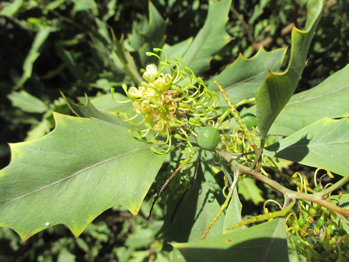 Image of Grevillea agrifolia specimen.