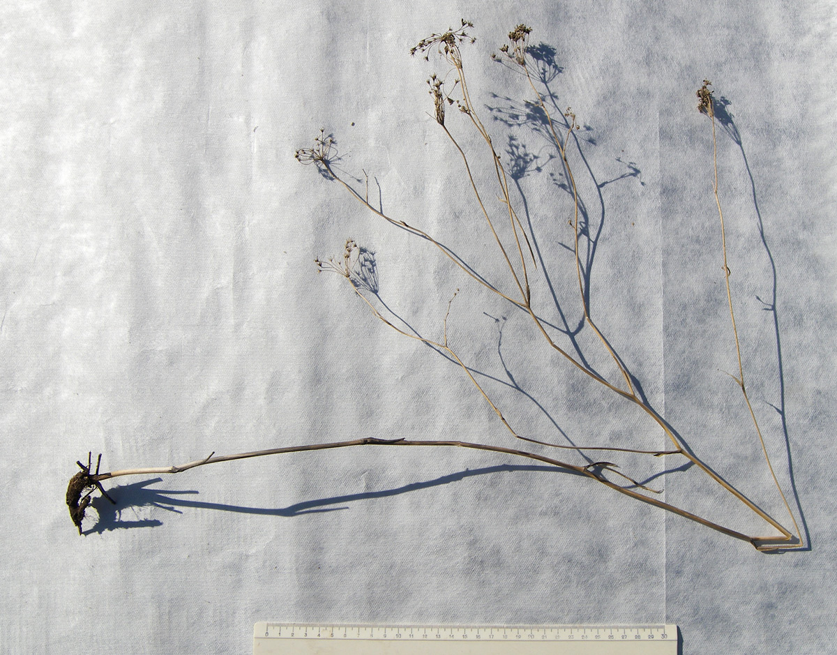 Image of Silaum silaus specimen.