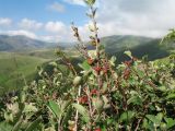 Cotoneaster pojarkovae. Ветви с плодами и листьями. Южный Казахстан, Таласский Алатау, запов. Аксу-Джабаглы, под пер. Улькен-Каинды, 2550 м н.у.м., в поясе стелющихся арчёвников на склоне сев. экспозиции. 11 июня 2017 г.