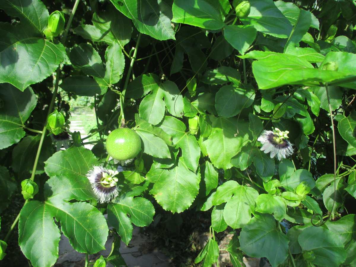 Изображение особи Passiflora edulis.