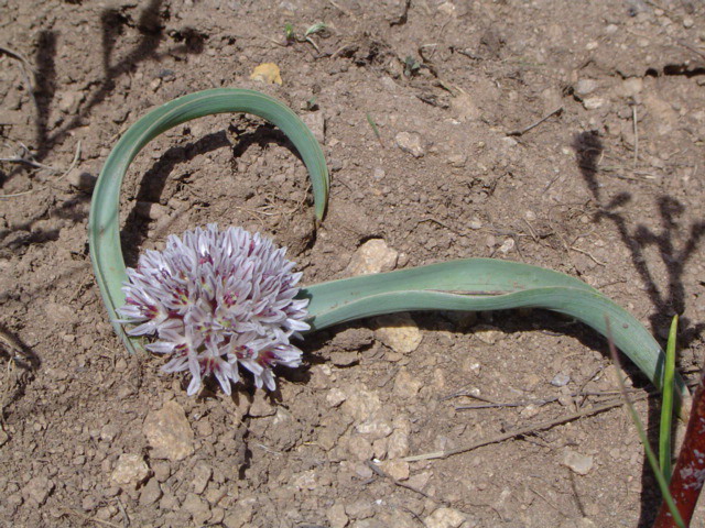 Image of Allium egorovae specimen.