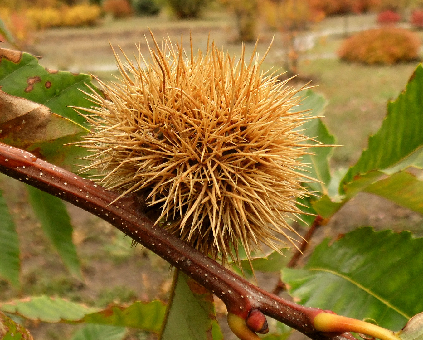 Image of Castanea sativa specimen.