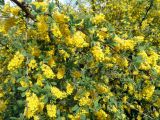 Berberis iberica