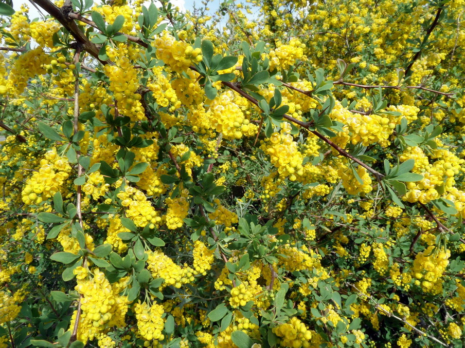 Изображение особи Berberis iberica.