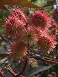 Ricinus communis. Верхушка побега с соплодием и мужским цветком. Испания, Каталония, г. Барселона, парк Цитадели (Parc de la Ciutadella), в культуре. 29.08.2017.