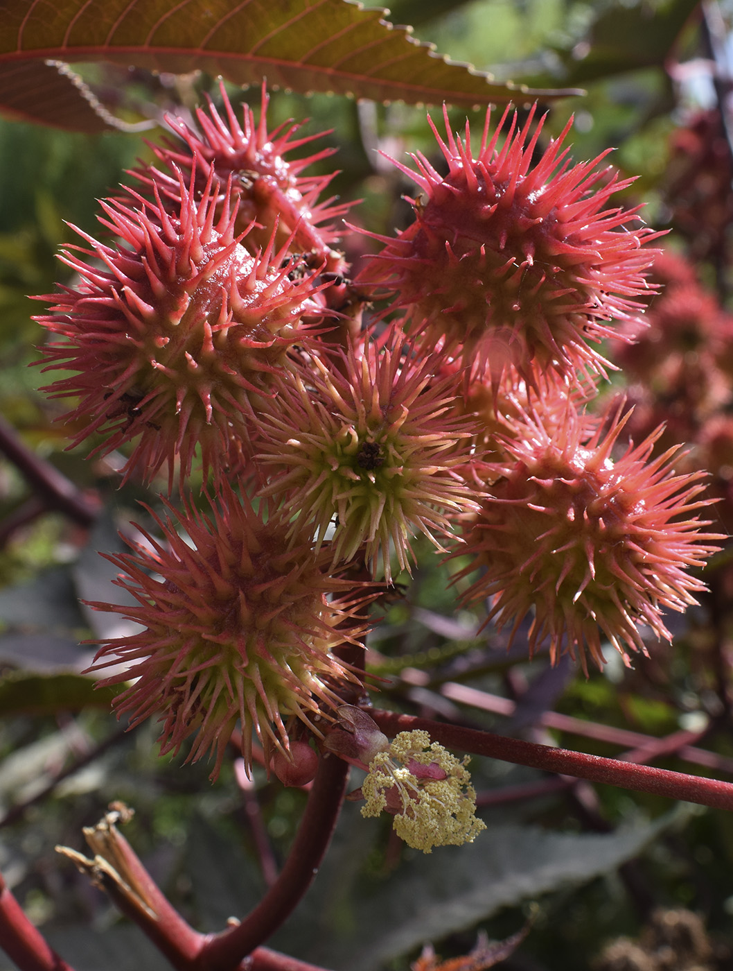 Image of Ricinus communis specimen.