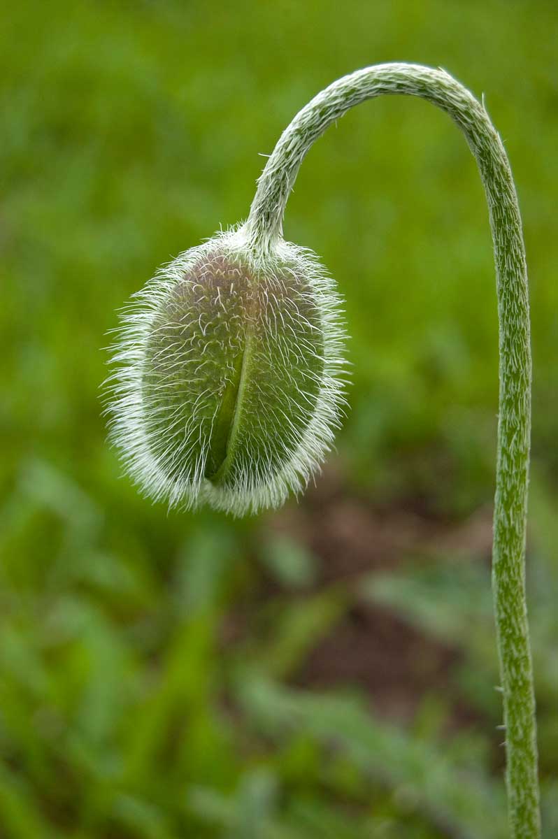 Image of Papaver orientale specimen.