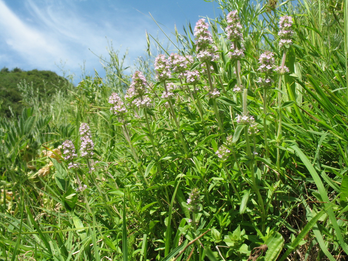 Изображение особи Thymus marschallianus.