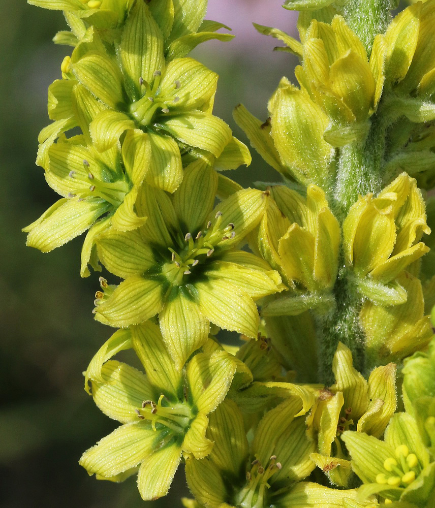 Image of Veratrum lobelianum specimen.