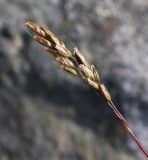 Hierochloe alpina