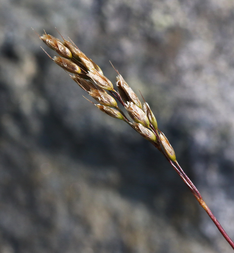 Image of Hierochloe alpina specimen.