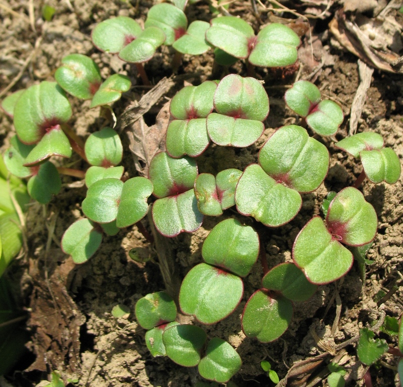 Изображение особи Impatiens glandulifera.