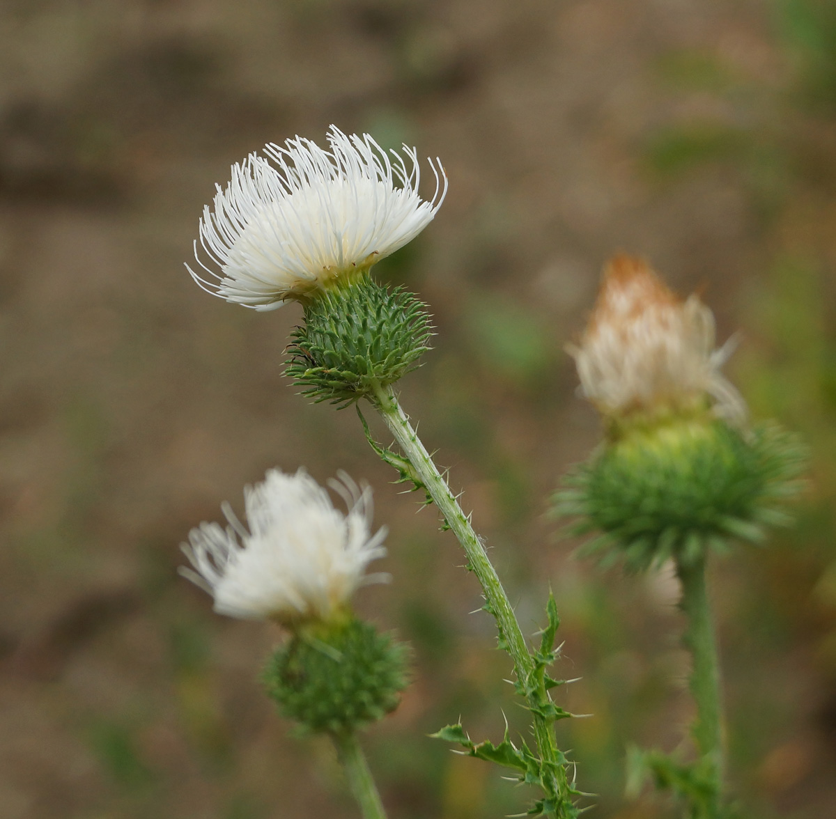 Изображение особи Carduus acanthoides.