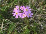 Primula nutans