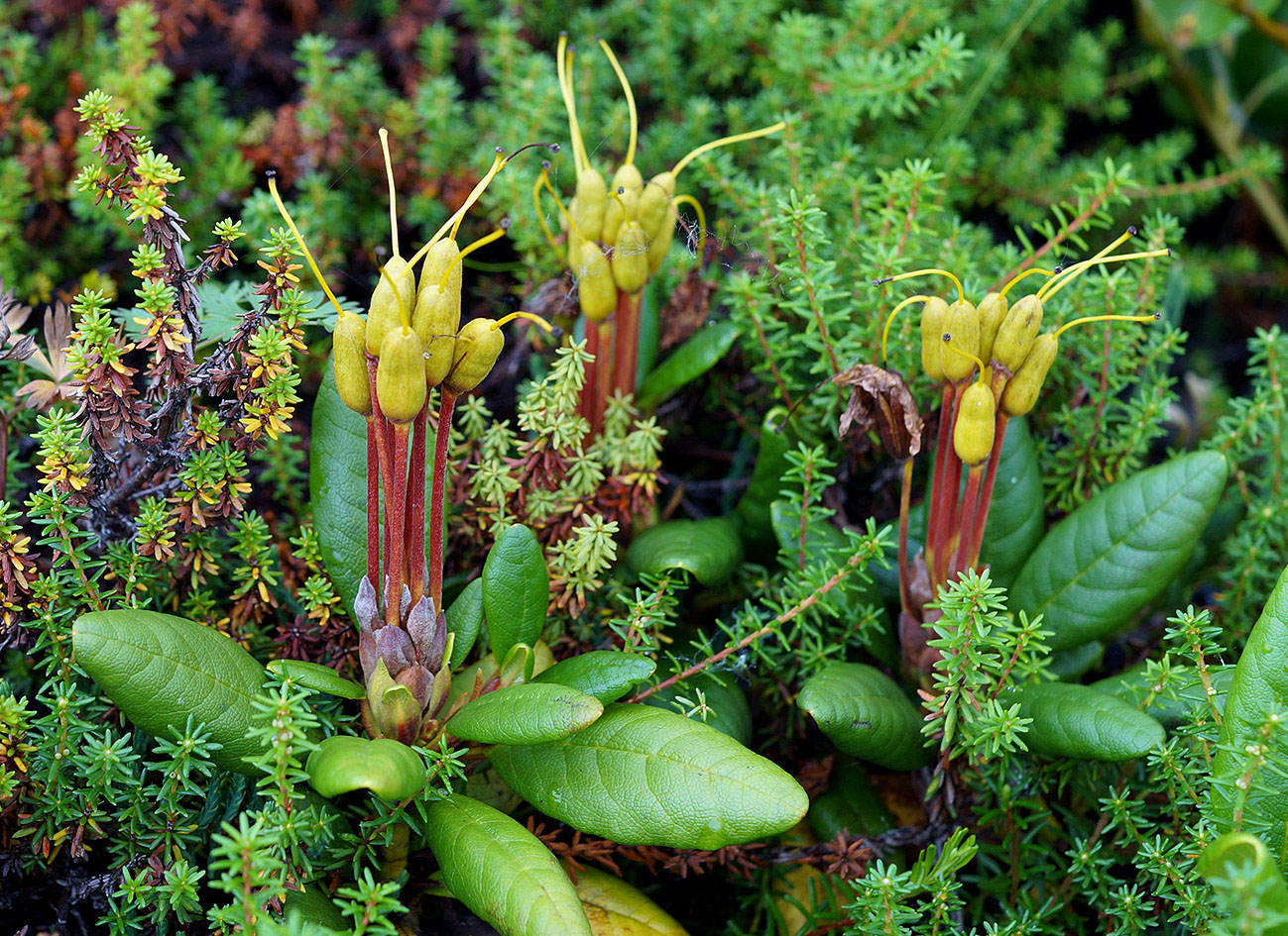 Image of Rhododendron aureum specimen.