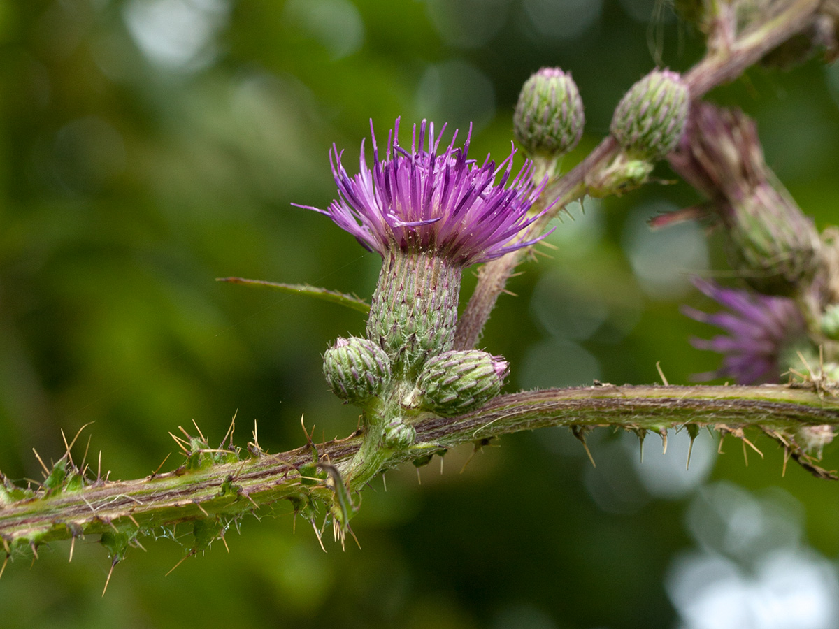 Изображение особи Cirsium palustre.