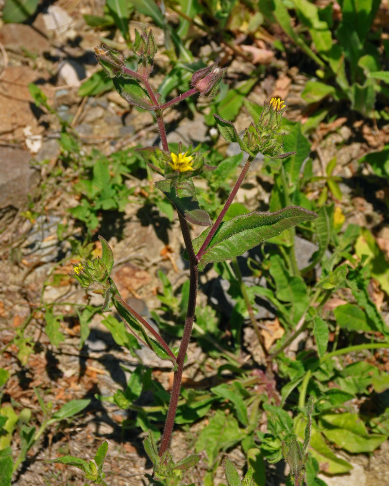 Image of Helminthotheca echioides specimen.