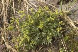 Alchemilla sericea