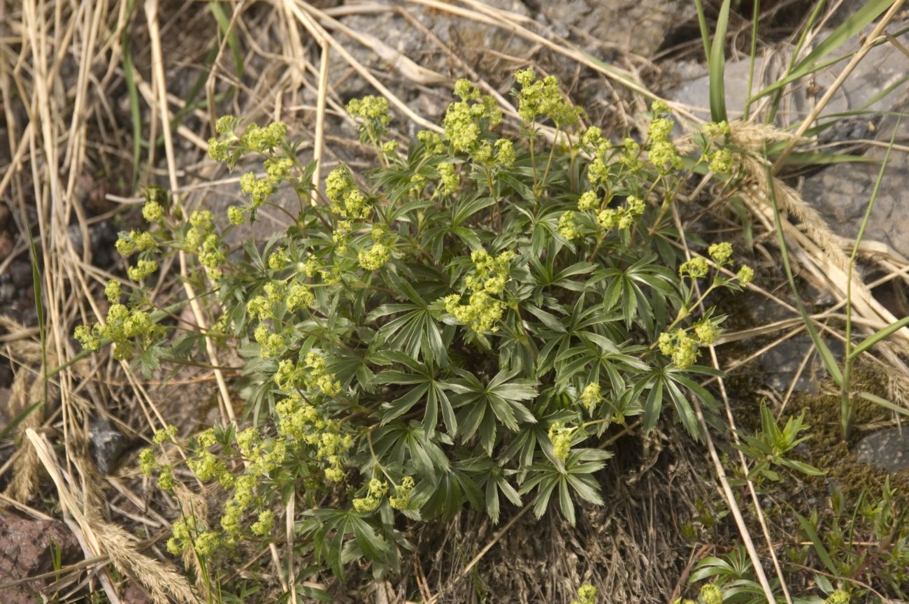 Image of Alchemilla sericea specimen.