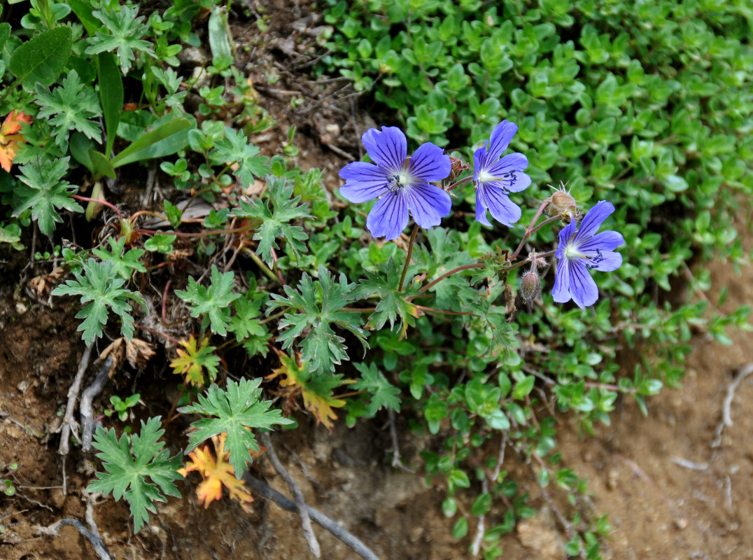 Image of Geranium gymnocaulon specimen.