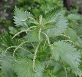 Urtica membranacea