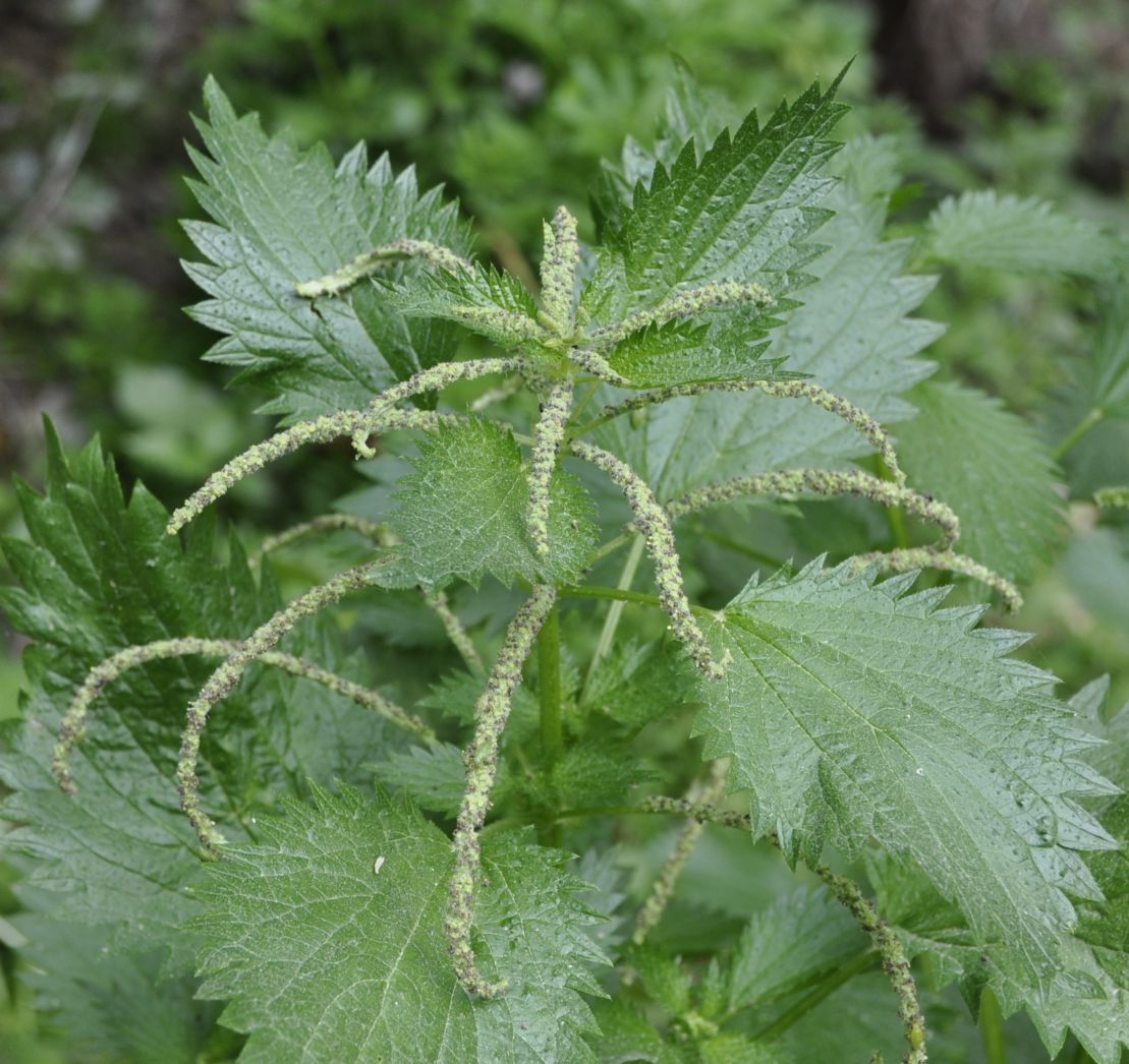 Изображение особи Urtica membranacea.