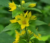 Lysimachia punctata