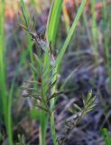 Cardamine dentata