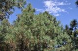 Pinus armandii. Верхняя часть дерева. Китай, провинция Юньнань, окр. г. Дали, восточный склон горы Цаншань (Cangshan Mountain 苍山); выс. 3000 м н.у.м., лес. 04.11.2016.
