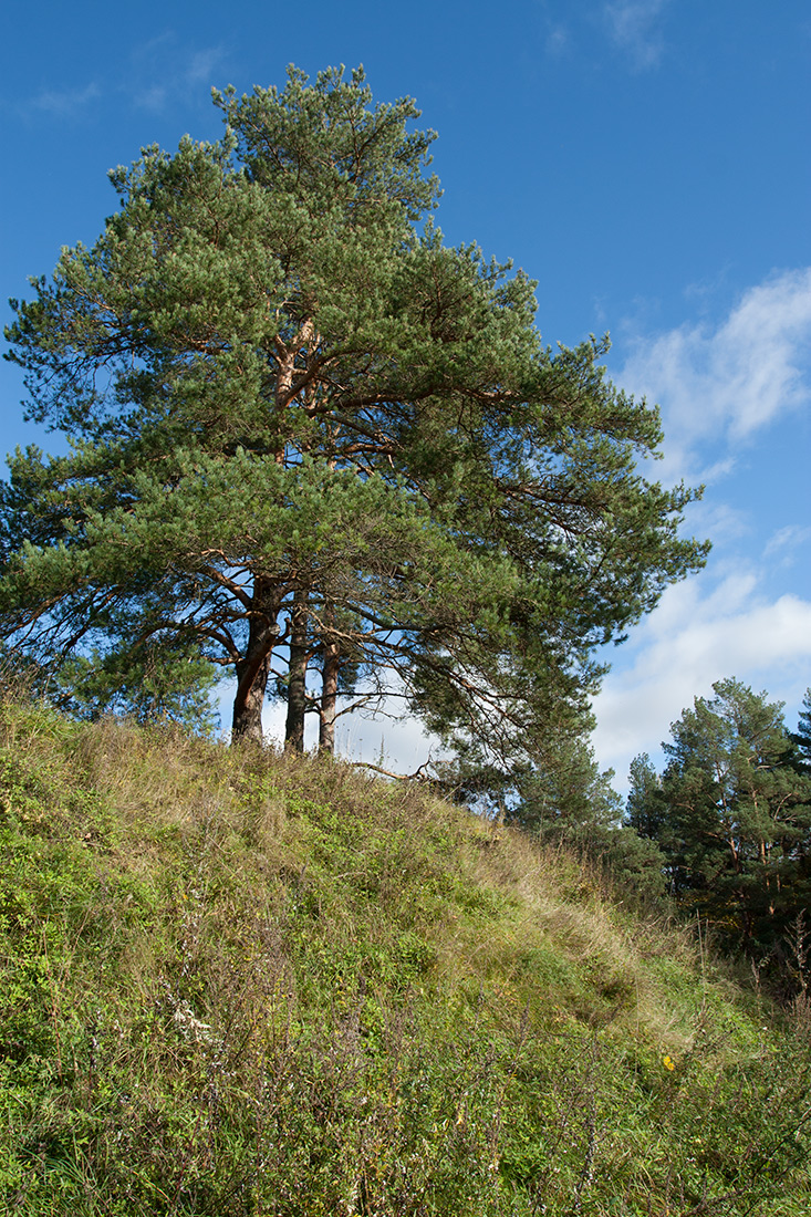 Изображение особи Pinus sylvestris.