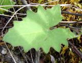 Petasites frigidus