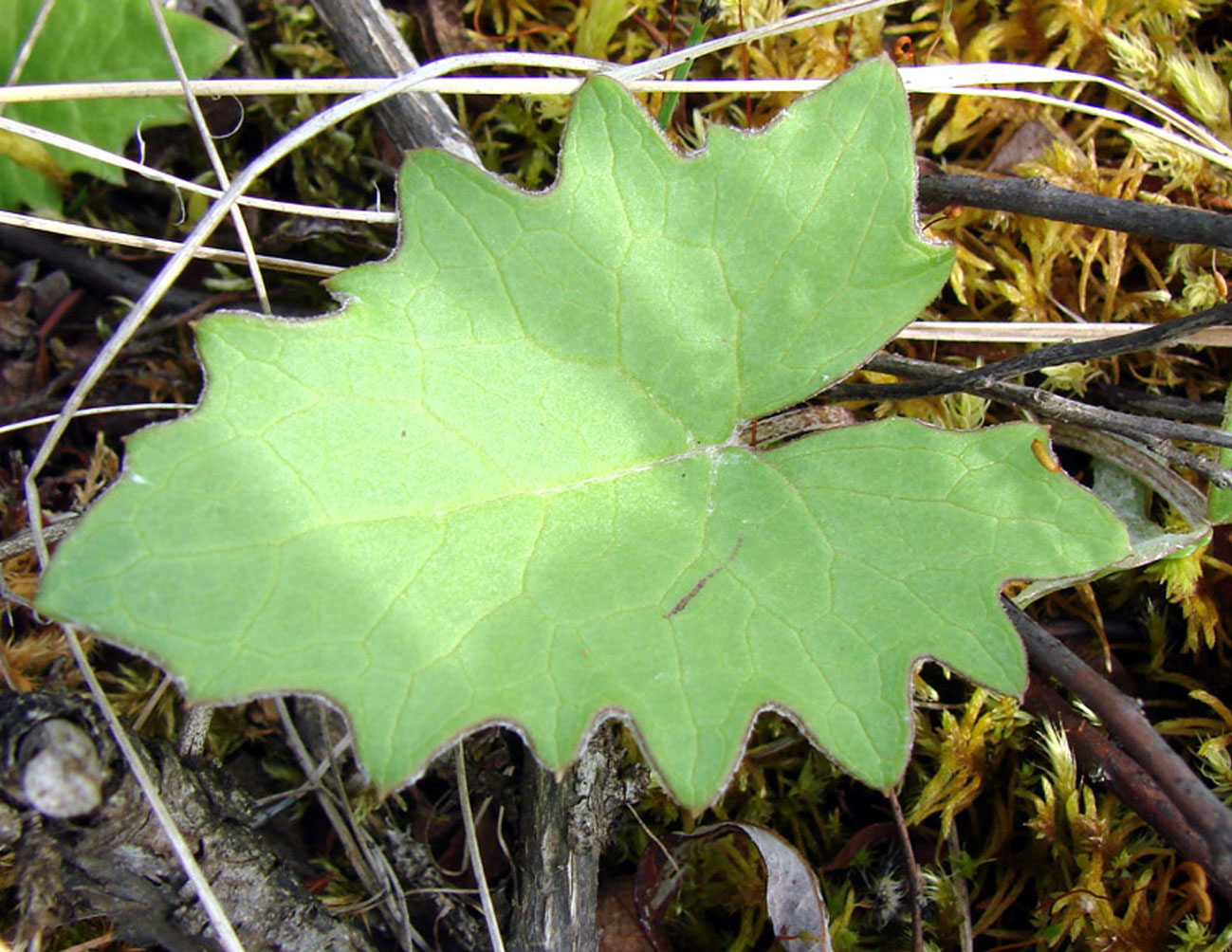 Image of Petasites frigidus specimen.