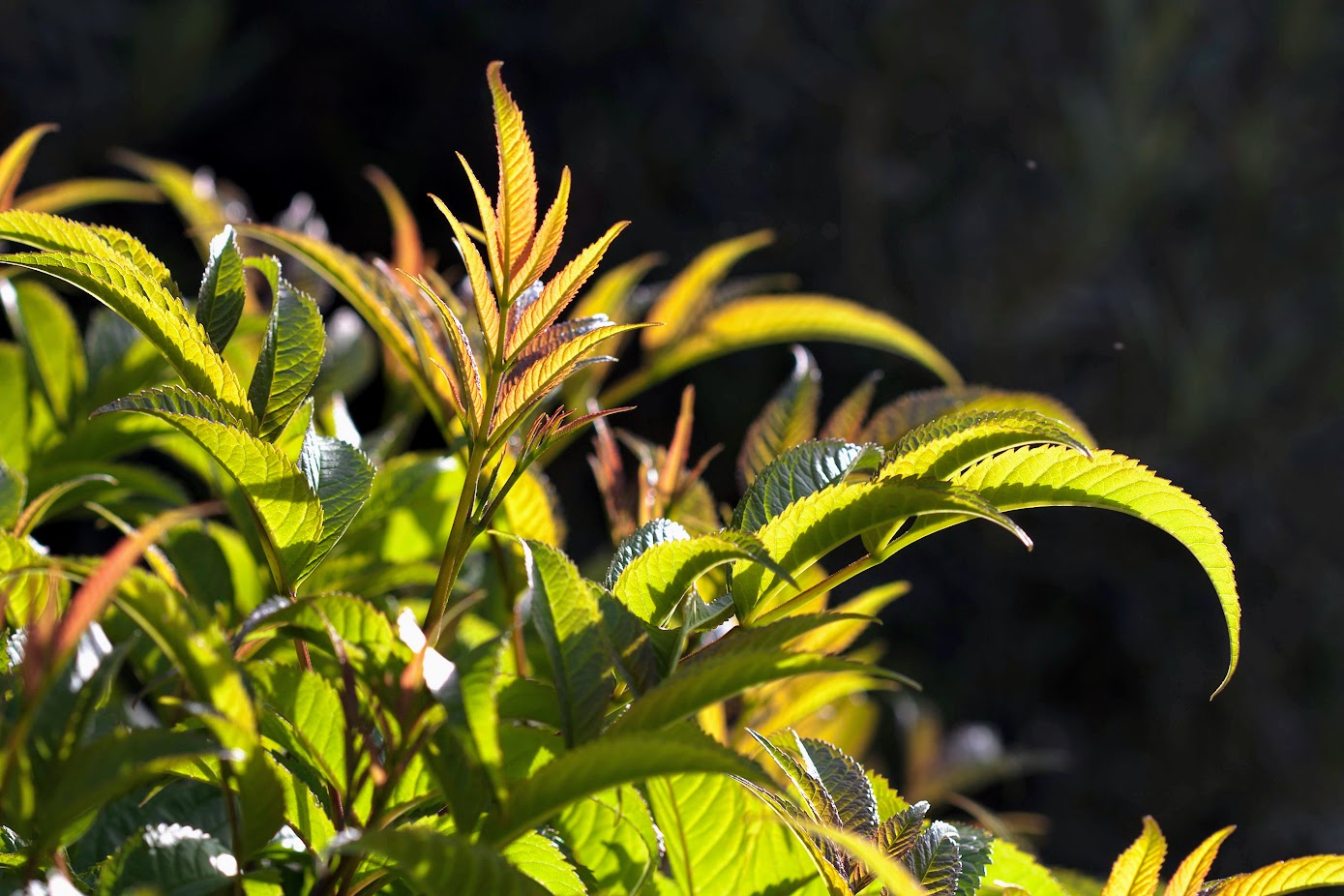 Изображение особи Tecoma castanifolia.