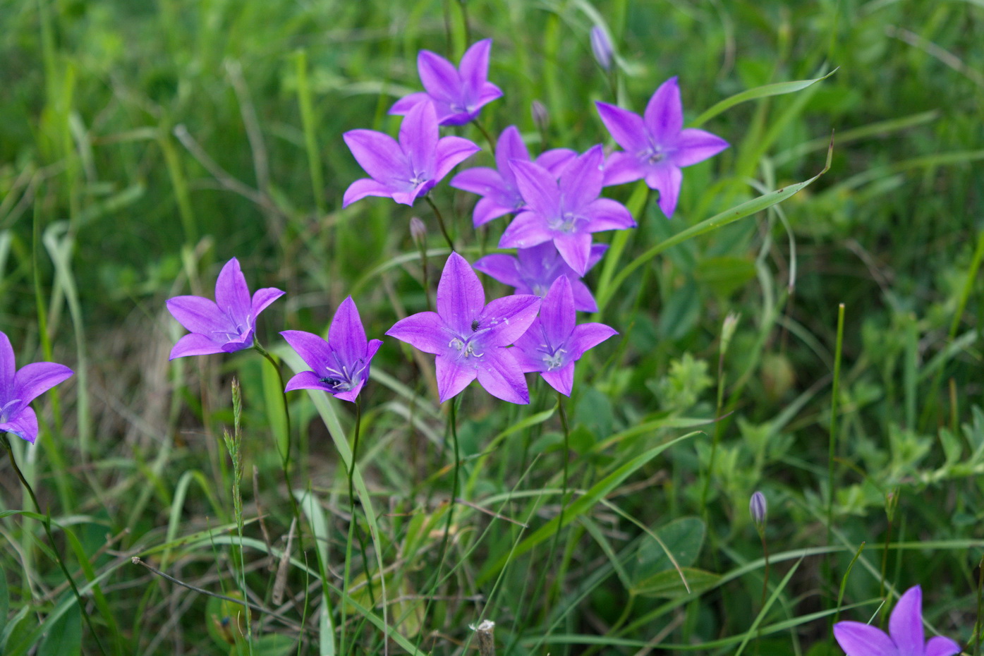 Image of Campanula stevenii specimen.