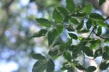 Celtis caucasica