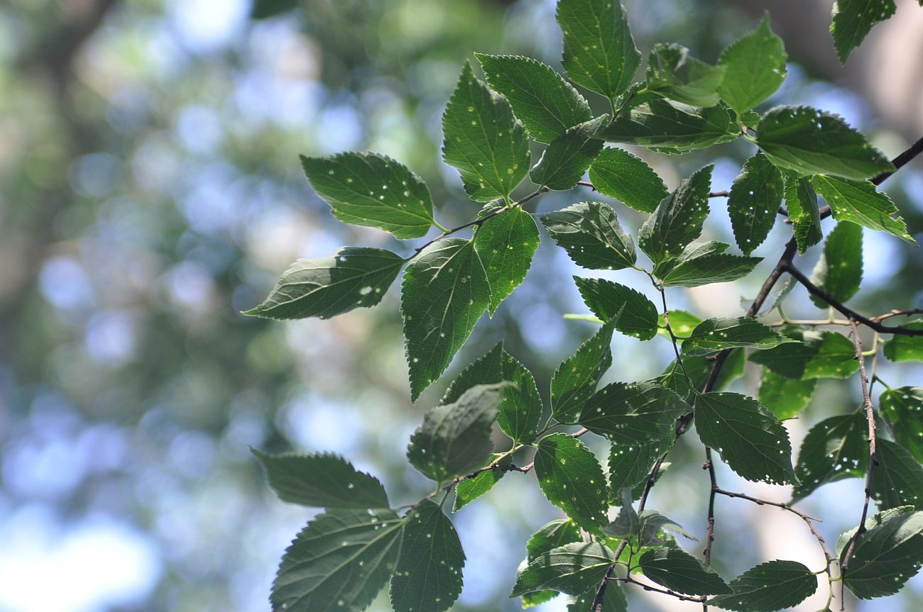 Image of Celtis caucasica specimen.
