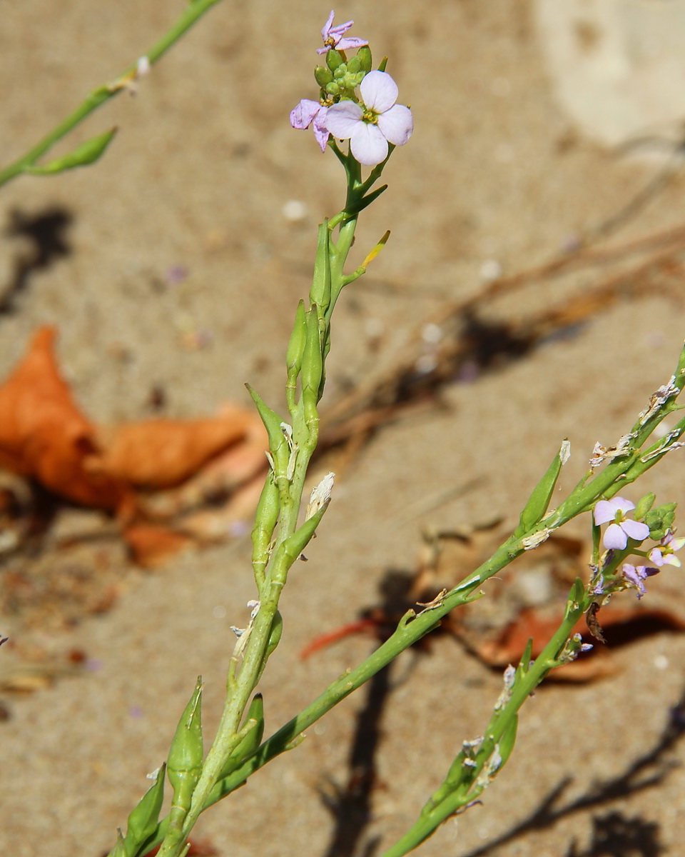 Image of Cakile euxina specimen.