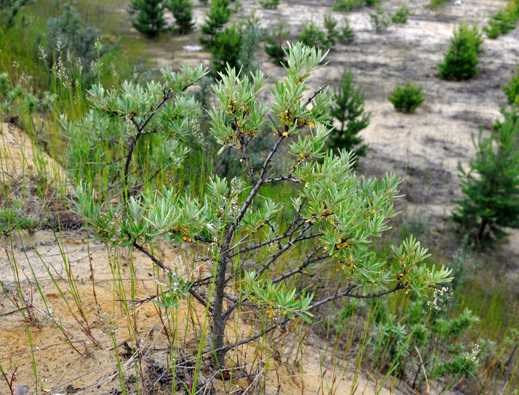 Image of Hippophae rhamnoides specimen.