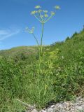 Ferula renardii. Цветущее растение. Южный Казахстан, Таласский Алатау, запов. Аксу-Жабаглы, ущ. Улькен Каинды, 2150 м н.у.м., обломочные лавинные отложения на дне ущелья под склоном зап. экспозиции. 18 июня 2018 г.