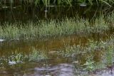 Juncus bufonius